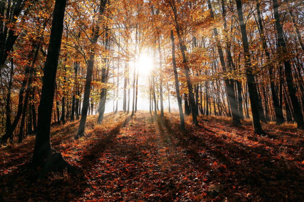 Yellow trees in a forest