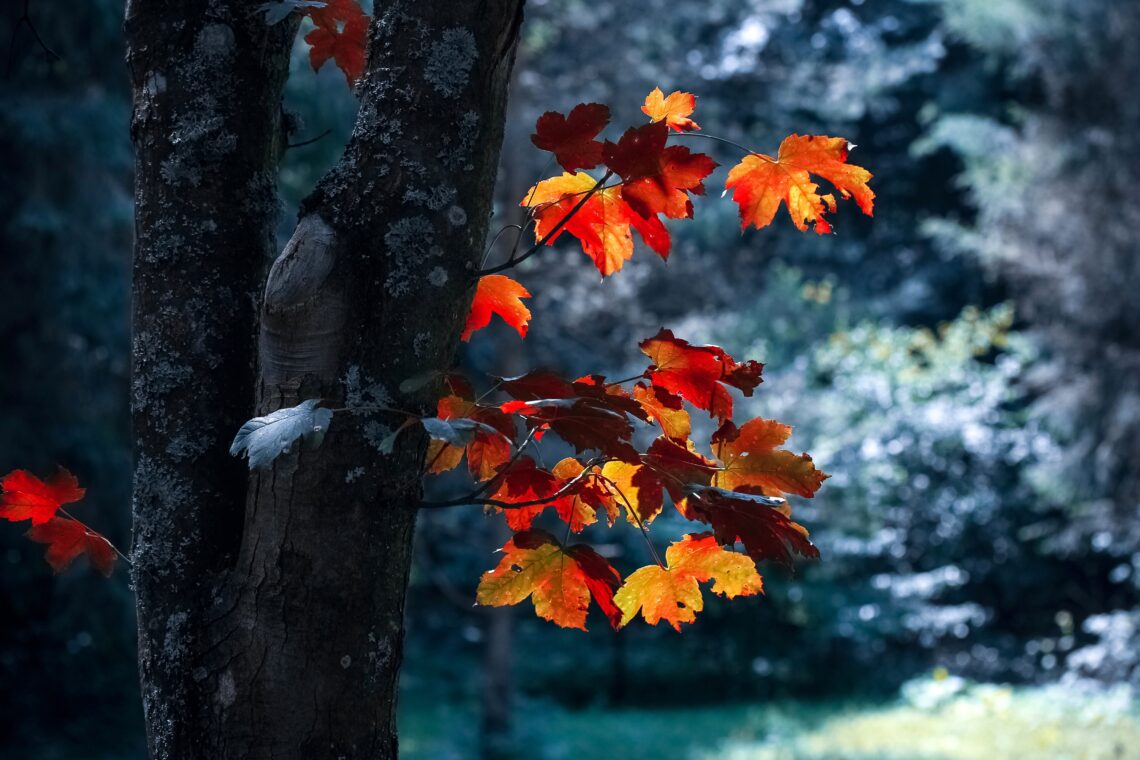 Orange autumn leaves falling from a tree