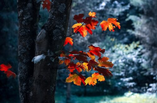 Orange autumn leaves falling from a tree